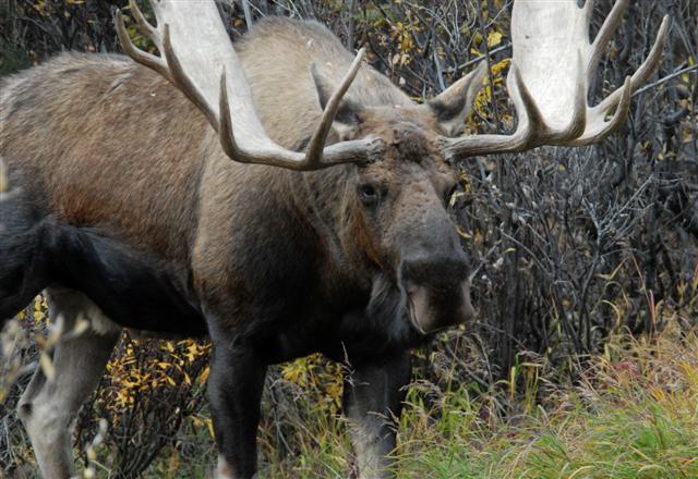 Reindeer in the wild