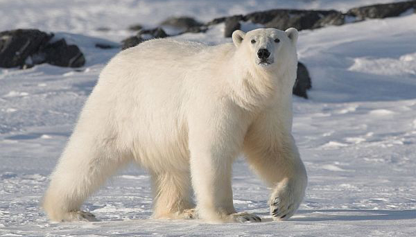 Polar bear