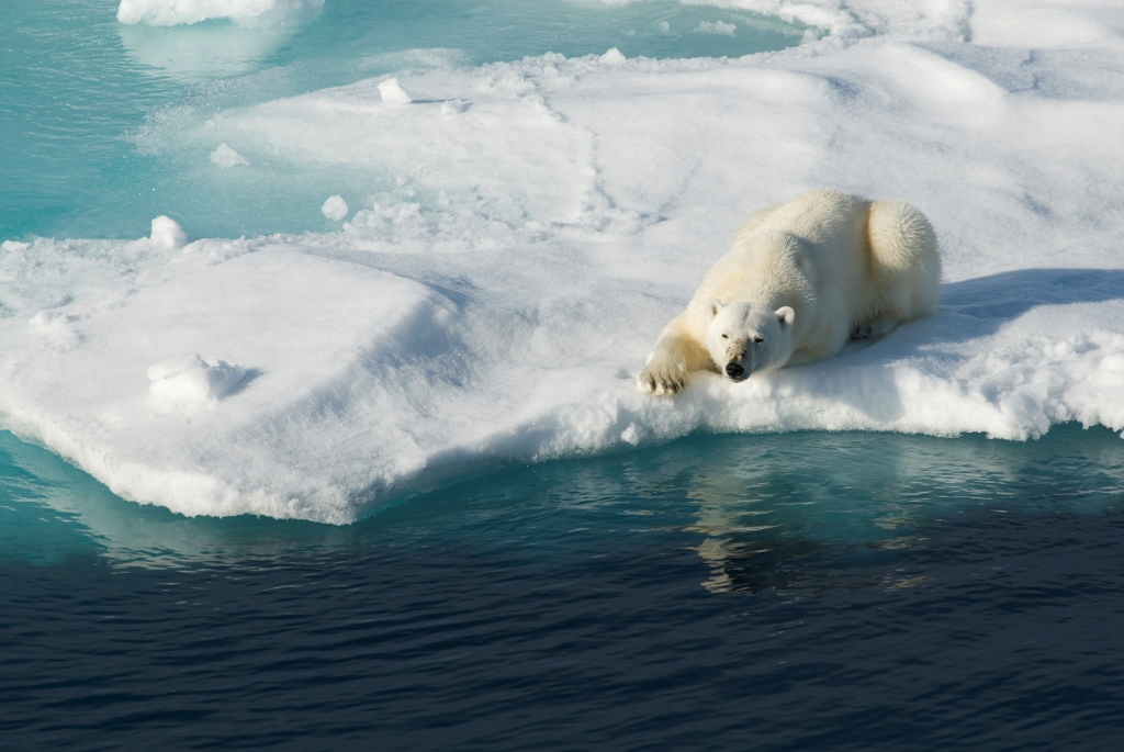 Polar bear in the Arctic