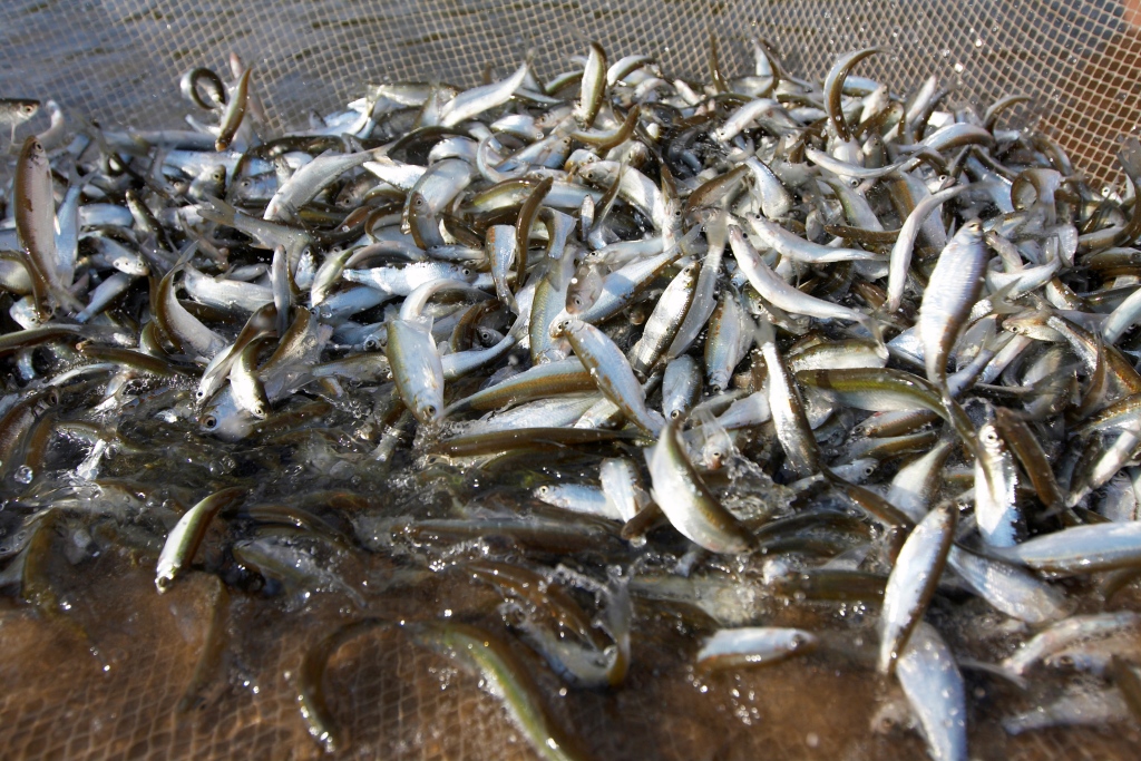 Fish caught in a net