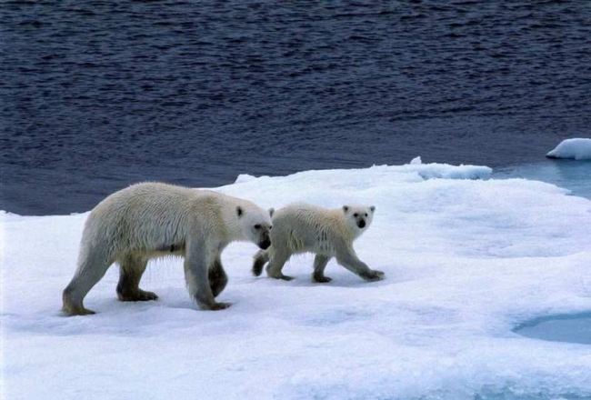Polar bear with cub