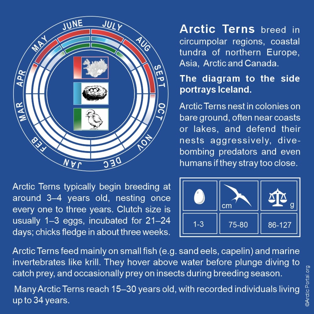 Arctic Tern - Breeding - Quick Facts