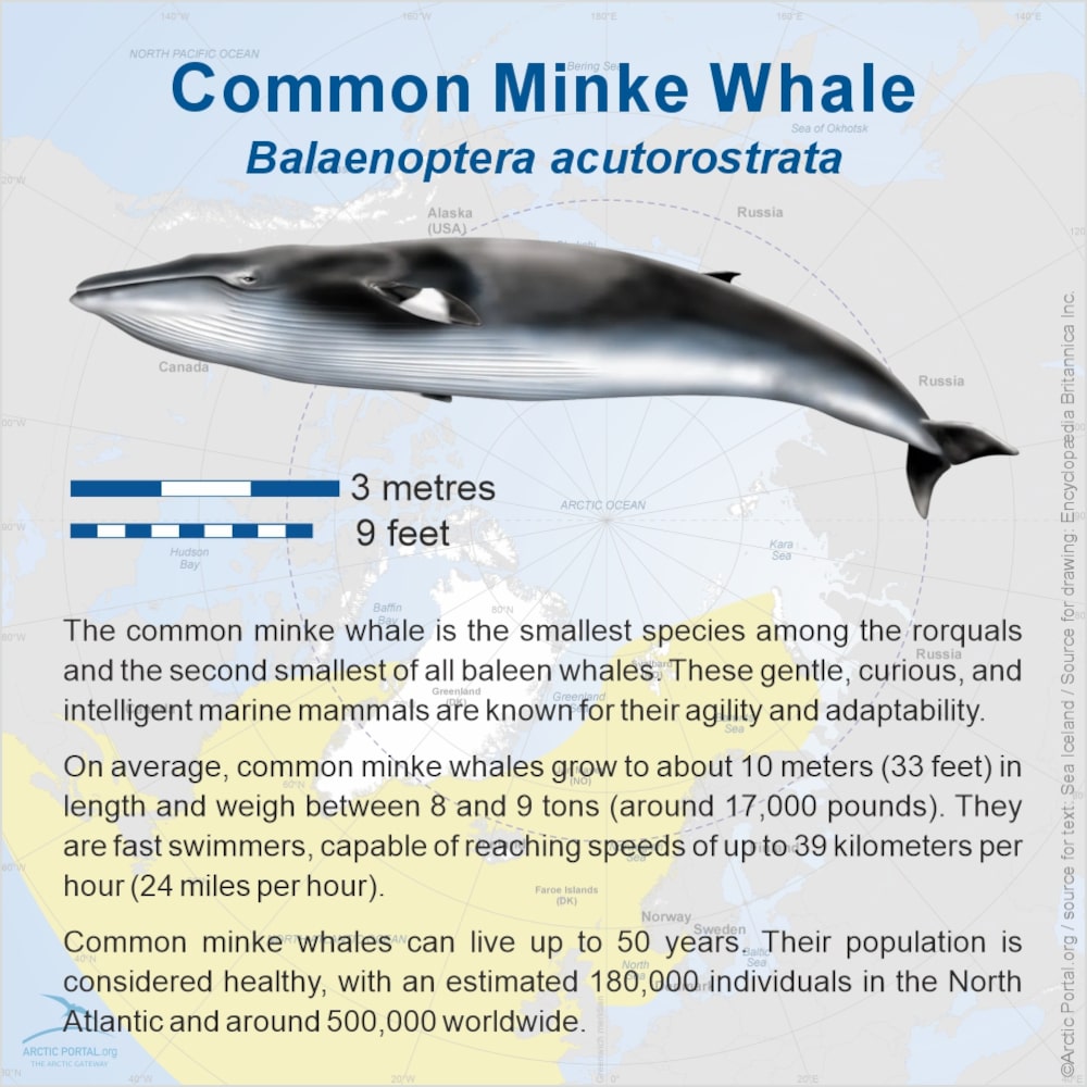 Common Minke Whale (Balaenoptera acutorostrata)