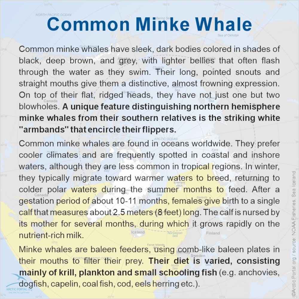 Common Minke Whale - About