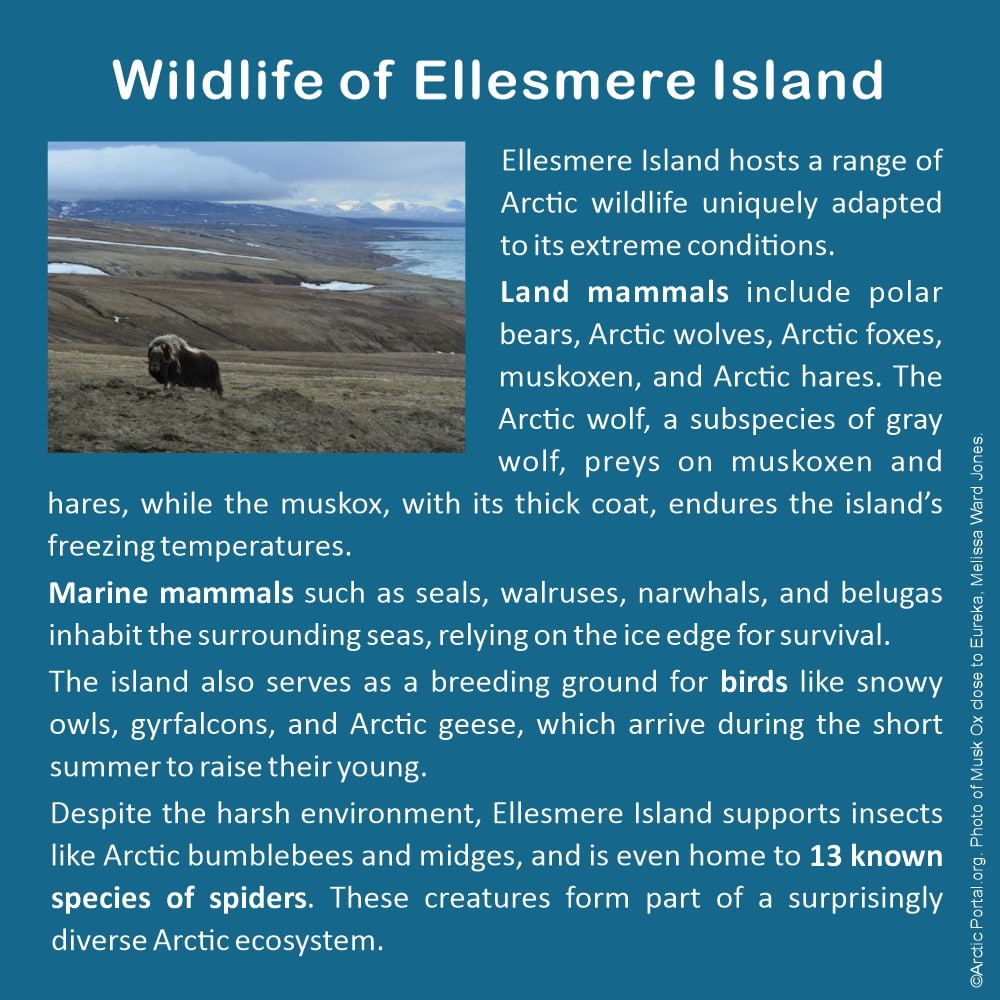 Ellesmere Island - Wildlife