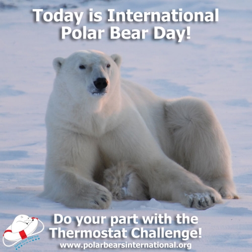 International Polar Bear Day