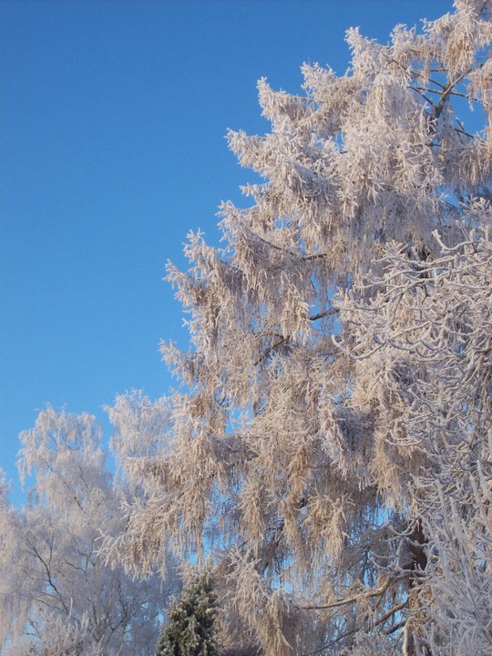 Arctic trees are older than many thought