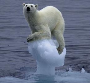 Polar bear on sea ice