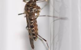 Iceland a “Mosquito-Free” Arctic Nation No More